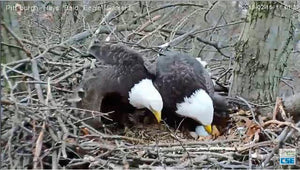 Hays bald eagles lay 2nd egg in Pittsburgh nest
