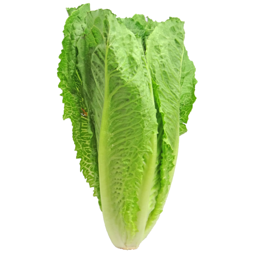 Romaine Lettuce (One head)