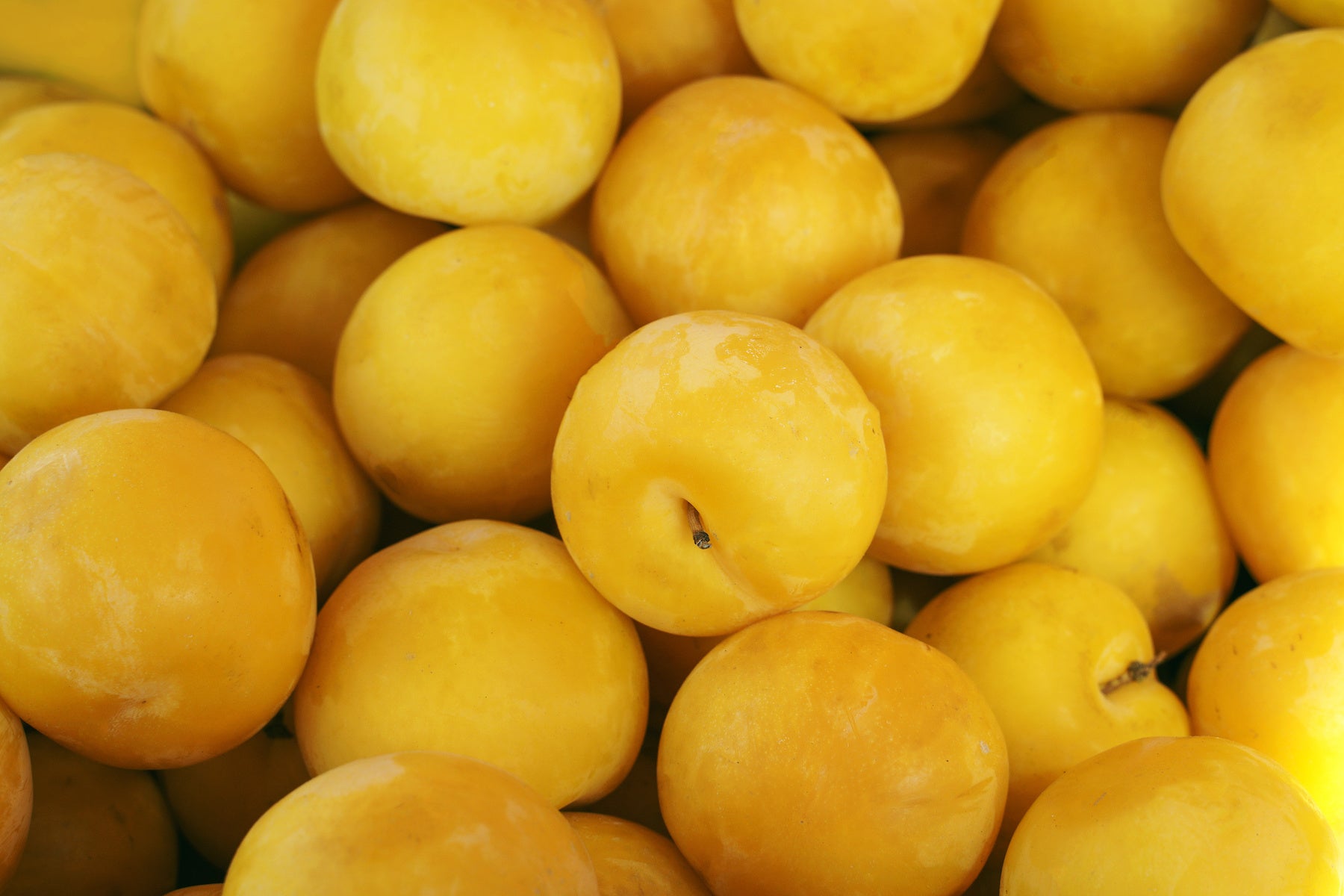 Chambersburg Plums (2 lbs.)