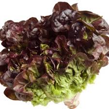 Red Leaf Lettuce (One head)