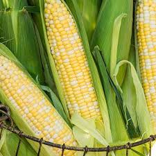 Sweet Corn (Dozen)